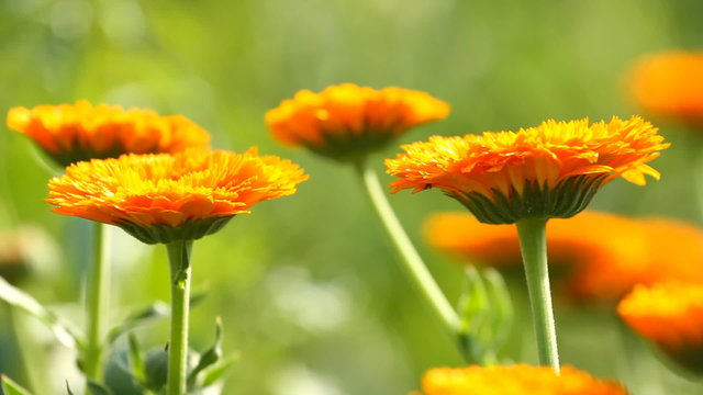 Flower of calendula on the green grass
