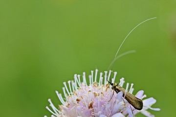 Langhornmotte (Nemophora metallica) an Witwenblume