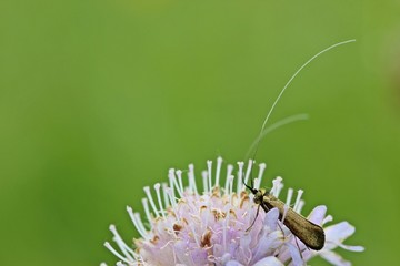 Langhornmotte (Nemophora metallica) an Witwenblume