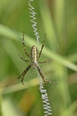 Wespenspinne (Argiope bruennichi)