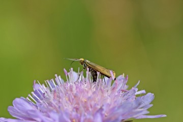 Langhornmotte (Nemophora metallica) bei der Eiablage