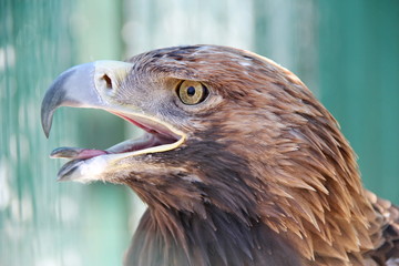 Portrait of an eagle