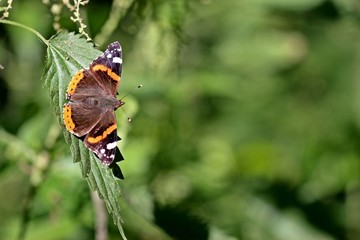 Admiral ((Vanessa atalanta) auf Brennnessel