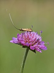 Langhornmotte (Nemophora metallica) an Witwenblume