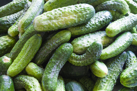 many cucumbers close-up
