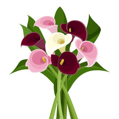 Bouquet of colored calla lilies. Vector illustration.
