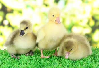 Little ducklings on grass on bright background