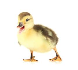 Cute duckling, isolated on white