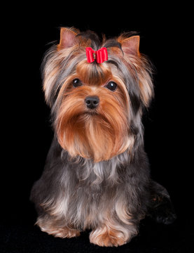 Charming Yorkshire Terrier