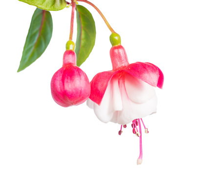 fuchsia isolated on white  background, Alwin