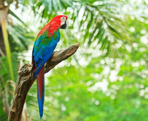 Macaw parrot
