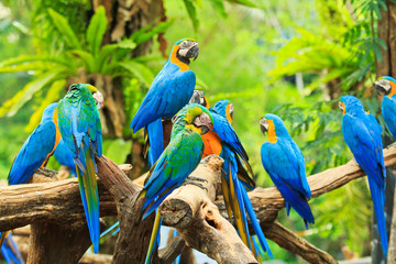 Macaw parrot