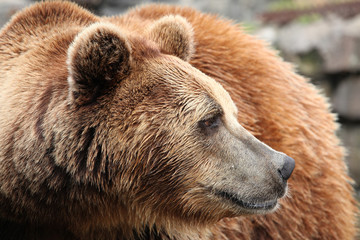 Ursus arctos