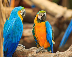 Macaw parrot