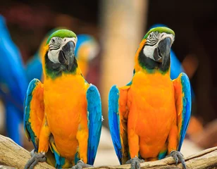 Crédence de cuisine en verre imprimé Perroquet Macaw parrot