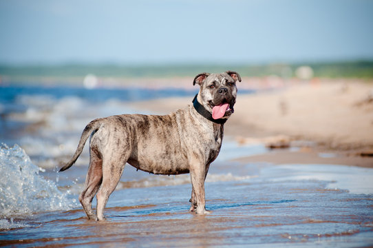ca de bou dog standing on the beach