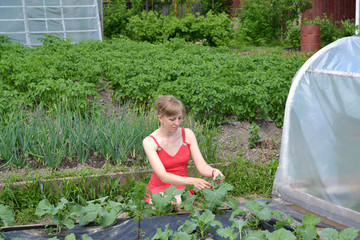 The young woman collects caterpillars from cabbage leaves