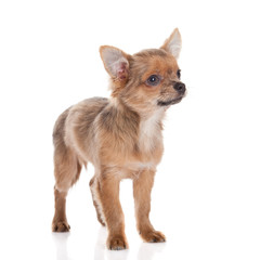 chihuahua isolated on white background