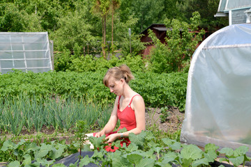 The young woman collects caterpillars from cabbage leaves