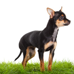chihuahua on green gras isolated on white background