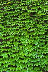 Ivy-covered wall