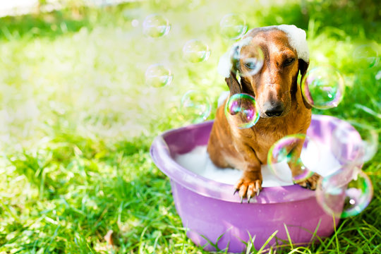 The Dog Takes A Bath