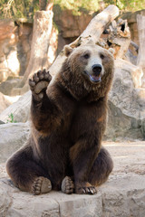 Naklejka premium Witam niedźwiedzia brunatnego