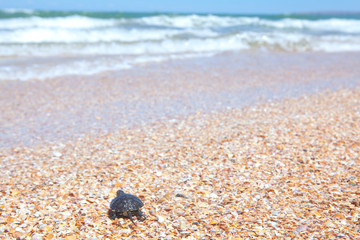 Turtle goes in the water