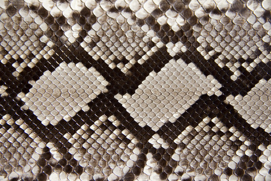 Snake leather