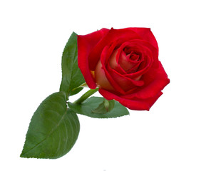 bright beautiful red rose is on a white background