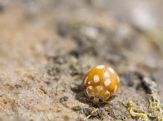 Orange baby ladybird