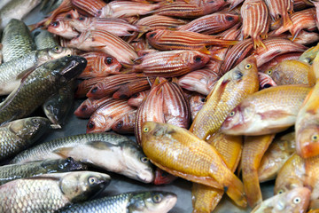 Fish for Sale