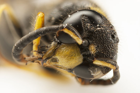 Portrait Of A Wasp Head