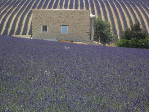 provence
