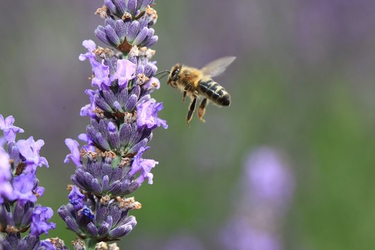 l' abeille ...