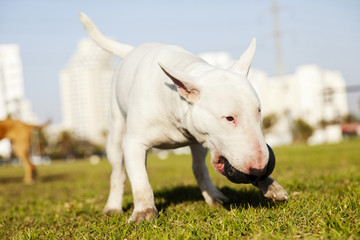 Bull Terrier with Chew Toy in Park