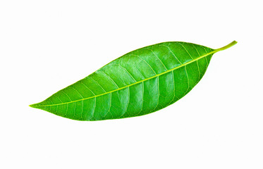 Fototapeta na wymiar green leaf on white background