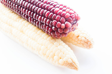 Violet and yellow corn cobs boiled isolated on white background