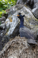 Wild bird Red faced Cormorant or Violet Shag Phalacrocorax urile sitting in nest on cliff