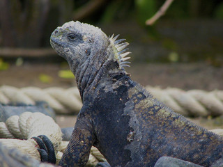 Marine Iguana looking from the side