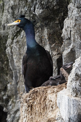 Red-faced Cormorant and nestling sitting in a nest