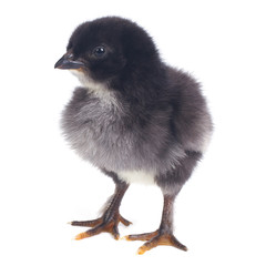 Small black fluffy chicken isolated on white . close-up