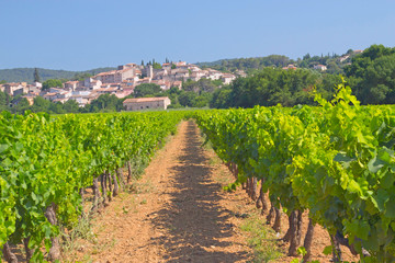 Fototapeta na wymiar Vineyard in Provence (France)