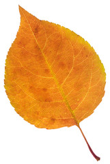 leaf