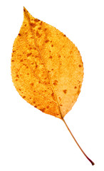 Obraz premium autumn leaf