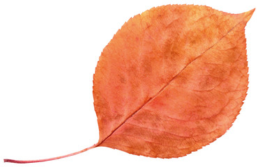 leaf