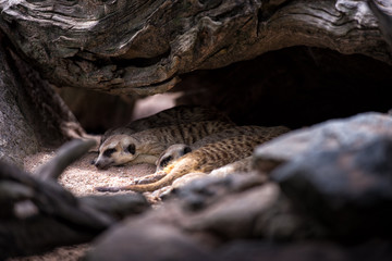 Meerkat sleep in habitation