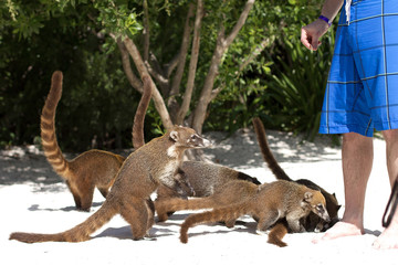 Coatis on the beach