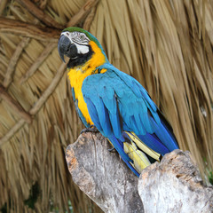 Macaw sitting on branch