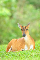 Barking Deer or Muntjac at Khao Yai national park, Thailand
